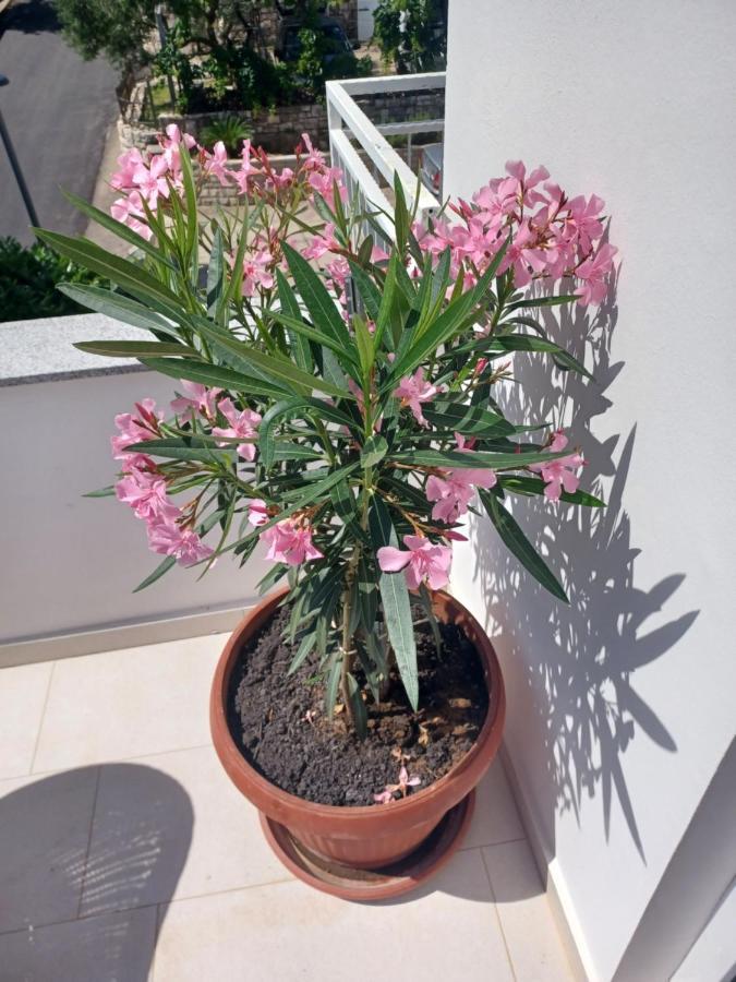 Apartmani Miletic Jelsa  Exterior foto